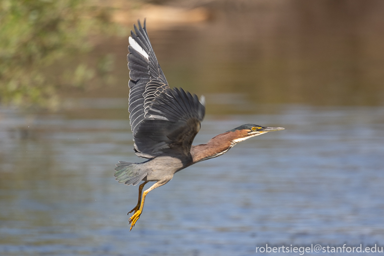 emily renzel wetlands